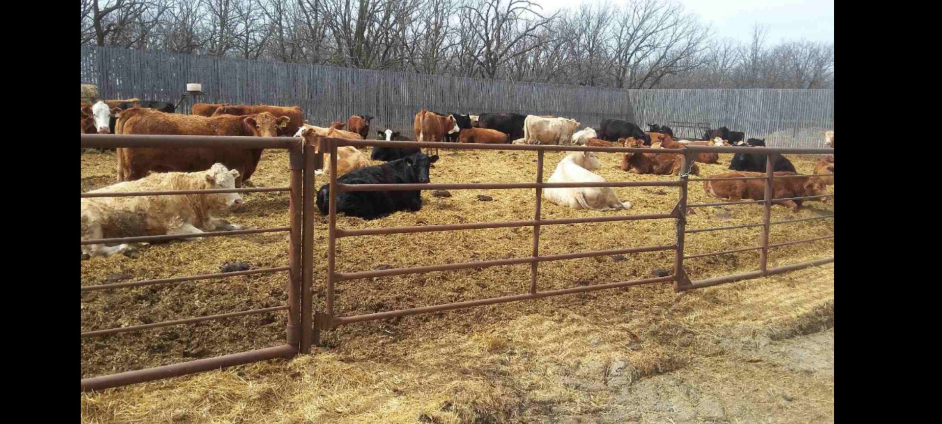 A herd of cattle in an enclosed pen.